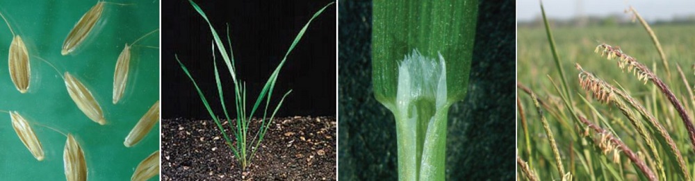 Various growth stages of the arable weed black-grass